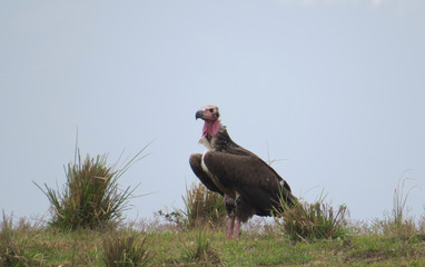 The red-headed vulture 