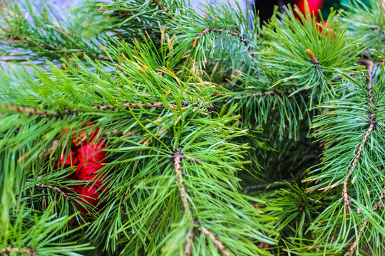 Branches of pine green close-up, background, texture