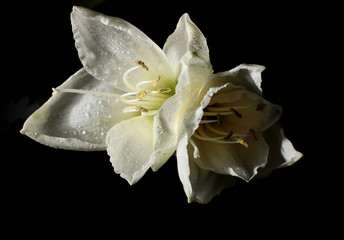 Fototapeta na wymiar white Hippeastrum flowers on dark background