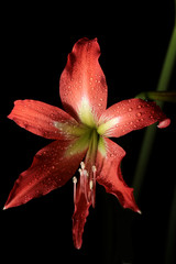red Amaryllis flower on dark background