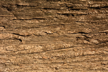 brown of teak bark texture - background