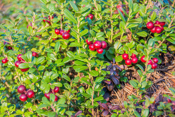 Ripe red whortleberry. Yamal.