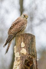 European Kestrel (Falco tinnunculus) perched on tree stump