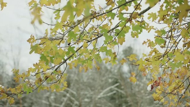 Winter came, first snow. - transition between autumn and winter in Northern forest. Thick forests and yellow leaves as foreground