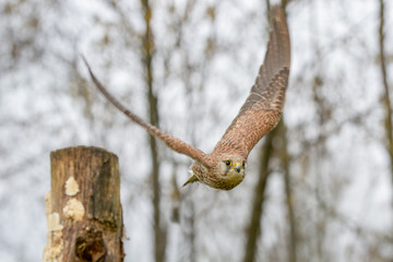 European Kestrel (Falco tinnunculus) flying from tree stump