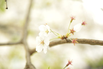 桜
