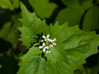Flowers on Garlic mustard or Alliaria petiolata close-up, selective focus, shallow DOF