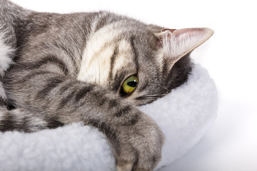 Retrato de gato acostado © Poncho White