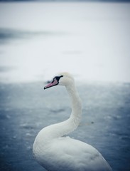 Fototapeta premium Beautiful white swan portrait on the icy lake in the winter