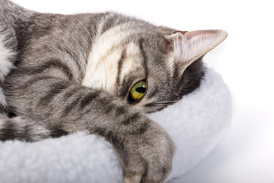 Retrato de gato acostado