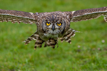 Eurasian Eagle Owl (Bubo bubo) in flight