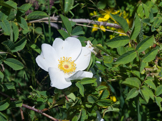Blooming wild rose white flower macro, shallow DOF, selective focus, shallow DOF