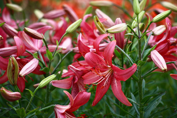 Dark pink lily./A considerable quantity of dark pink Asian lilies create both object and a...