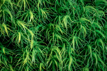 Close-up macro photo of green moss. Nature background concept.