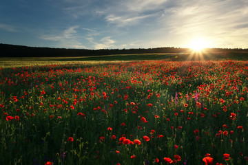 Field with red poppies, colorful flowers against the sunset sky