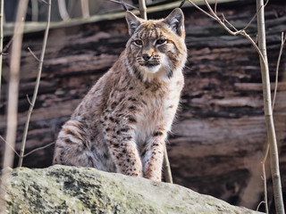 Scandinavian lynx, Lynx lynx lynx, resting on a boulder
