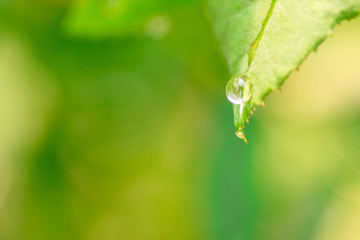 Water drop on rose leaves after the rain on blur green garden background. Beautiful natural background with copy space.