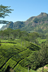 Fototapeta na wymiar Tea plantations in Nuwara Eliya, Sri Lanka