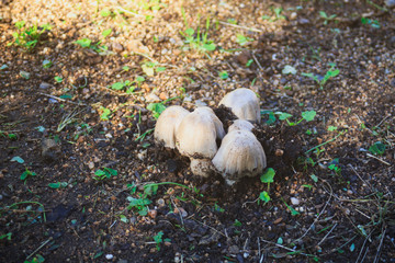 small growing mushrooms in the ground, forest