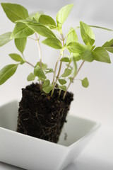 thai basil with soil in white cup isolated on white