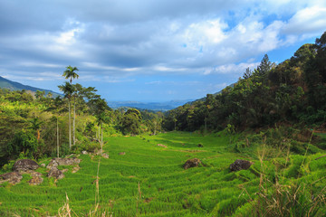 Fototapeta na wymiar rice fields in the mountains among palm trees on the sky background