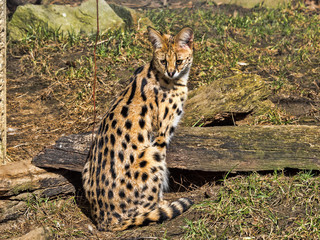 Serval, Leptailurus serval, is a tough cat