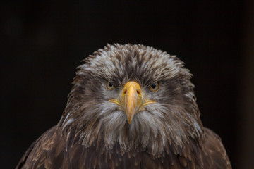 Bald Eagle (Haliaeetus leucocephalus) Portrait also known as American Eagle