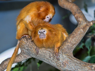 Two Golden lion tamarin, Leontopithecus rosalia, during coat care