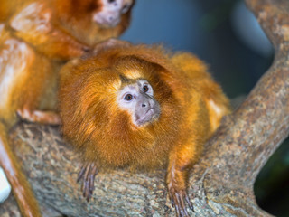 Two Golden lion tamarin, Leontopithecus rosalia, during coat care