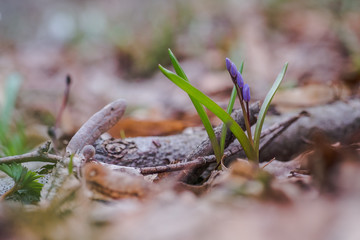 Galanthus, snowdrop three flowers against the background of trees.