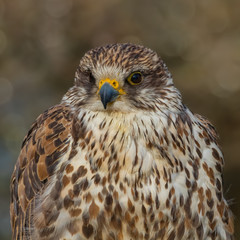 Portrait of a Saker Falcon