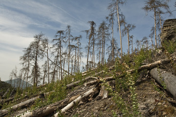 Side of hill with broken trees.