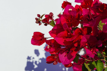 Red flowers against a white wall