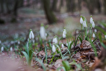 Galanthus, snowdrop three flowers against the background of trees.