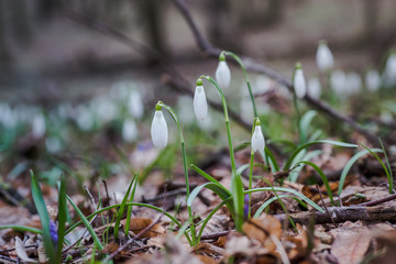 Galanthus, snowdrop three flowers against the background of trees.