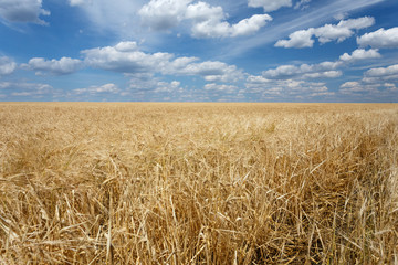 Field of wheat under cloudy sky