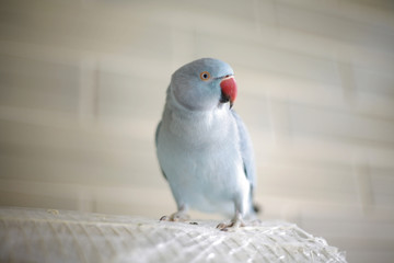 burnt parrot