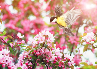 Obraz premium słodka sikorka leci machając skrzydłami do kwitnącej wiosny gałęzi jabłoni w maju