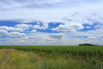 Young sunflower plants in the field