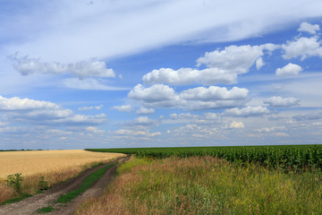 Dirt road through the fields