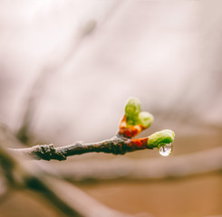 blossoming young green leaves in drops of a spring rain on branches of a plum tree