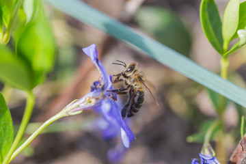 bee collects the nectar from blue flower Vinca, periwinkle