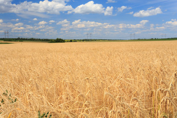 Field of wheat under cloudy sky