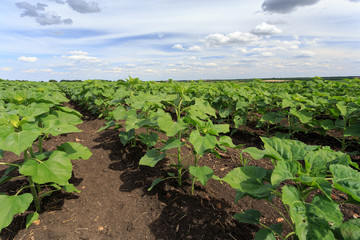 Fototapeta na wymiar Young sunflower's rows in the field