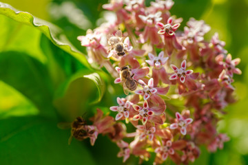 honey-laiden bee on flower Asclepias syriaca, commonly called common milkweed, butterfly flower, silkweed, silky swallow-wort, and Virginia silkweed, milkweeds