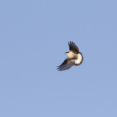 northern wheatear