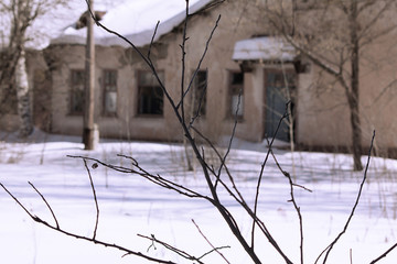 branch on the background of the old building