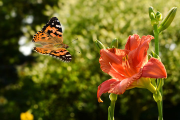 Schmetterling 445 © K.-U. Häßler