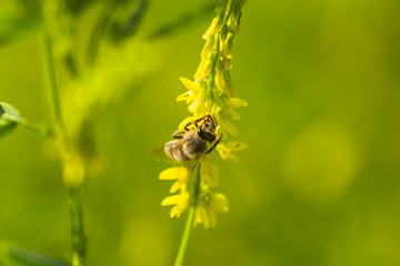 honey-laiden bee with the yellow pollen on foot collects the nectar from the flower Melilotus officinalis, yellow sweet clover, yellow melilot, ribbed melilot, common melilot