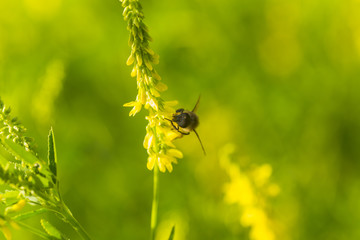 honey-laiden bee with the yellow pollen on foot collects the nectar from the flower Melilotus officinalis, yellow sweet clover, yellow melilot, ribbed melilot, common melilot